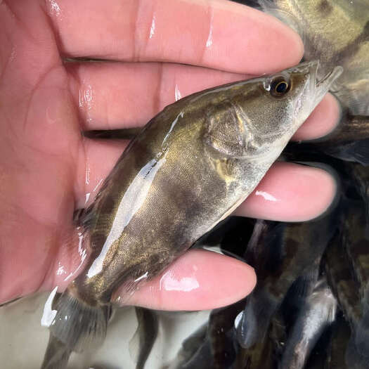 广州桂花鱼苗鳜鱼苗淡水鱼塘水库养殖精品凶猛肉食桂鱼苗鳌花鱼可专养