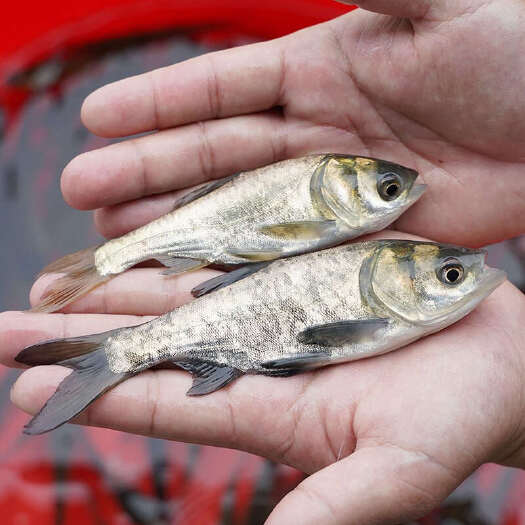 广州花鲢鱼苗淡水大型养殖精品胖头鱼大头鱼雄鱼鳙鱼四大家鱼鲢鳙活体