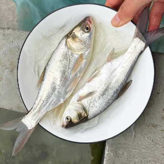 广州白鲢鱼苗淡水大型养殖精品水鲢跳鲢冷水鲢子鱼四大家鱼活体可混养