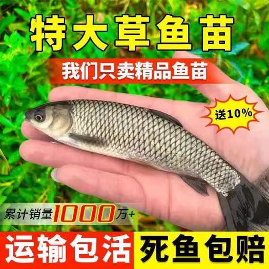 广州草鱼苗淡水大型养殖皖鱼草鱼白皖鱼苗精品四大家鱼冷水活体可混养
