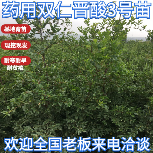 绛县酸枣苗，药用酸枣苗，晋酸3号酸枣苗，双仁酸枣苗