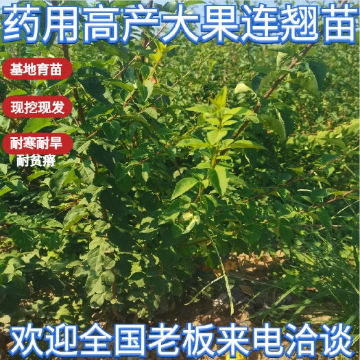 绛县【产地直发】药用高产连翘苗，大果连翘苗，支持售后技术指导