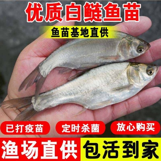 广州白鲢鲢鱼淡水大型养殖精品水鲢跳鲢冷水鲢子鱼四大家鱼活体可混养