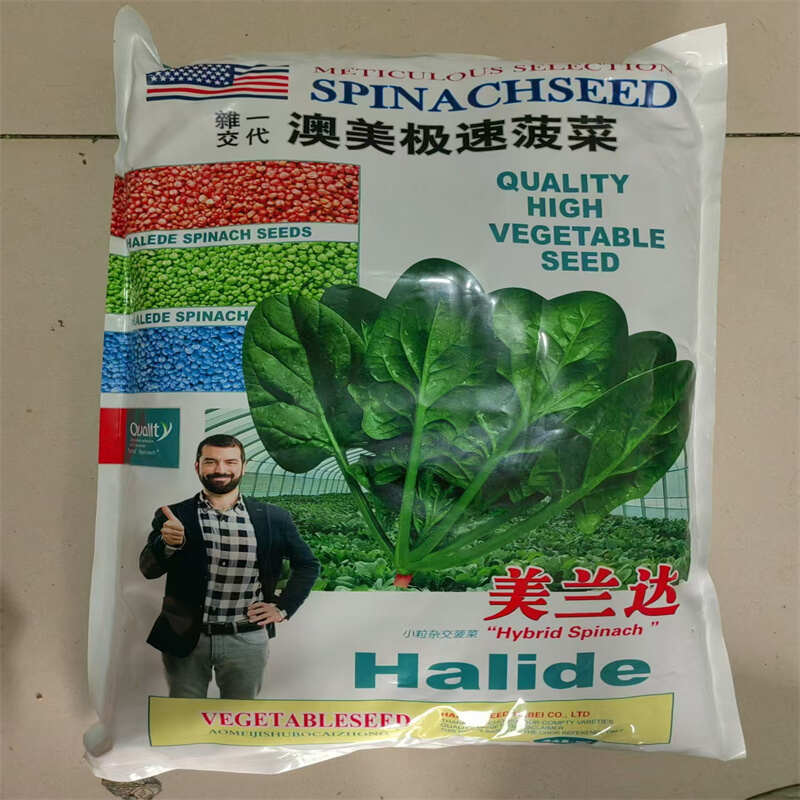 荷兰帝王菠菜种子耐寒绿宝大叶菠菜种子耐抽苔生长速度快菠菜种子