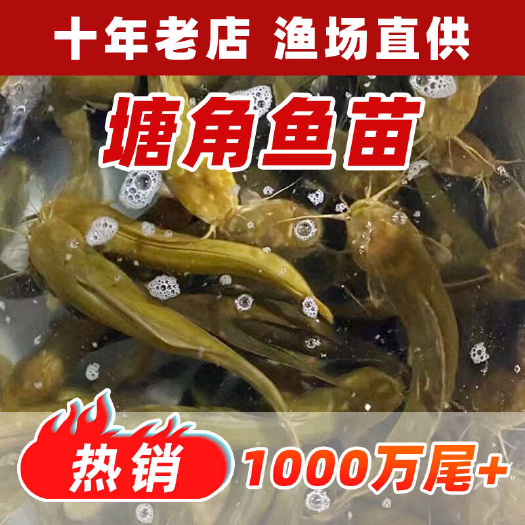 广州塘角鱼苗淡水养殖精品皇妃一号本地塘鲺三黄塘鲺胡子鲶可混养活体