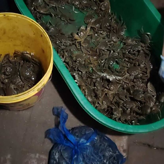盘山县盘锦河蟹