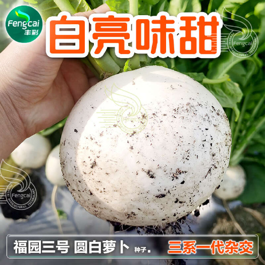 绵阳圆白萝卜种子 三系一代杂交 单个重1.5-2.5斤 白亮味甜