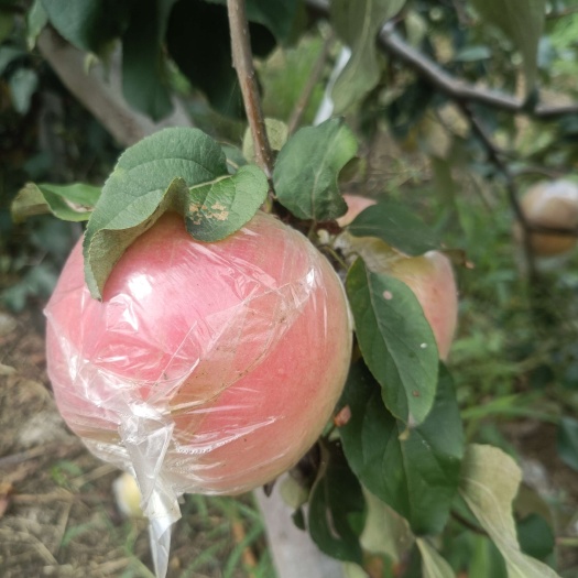 濮阳县【产地直发】早熟苹果华硕 现摘现发 品质保证