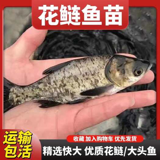 广州花鲢鱼苗淡水大型养殖精品麻鲢鳙胖头鱼大头鱼四大家鱼活体可混养