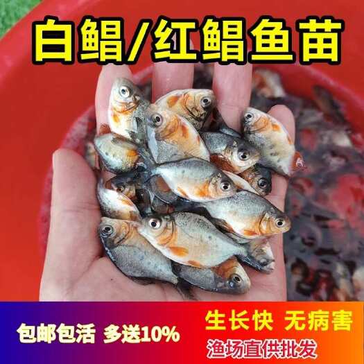 广州红腹鲳鱼苗淡水养殖精品红鲳红腹水虎仓鱼凶猛杂食热带观赏鱼活体