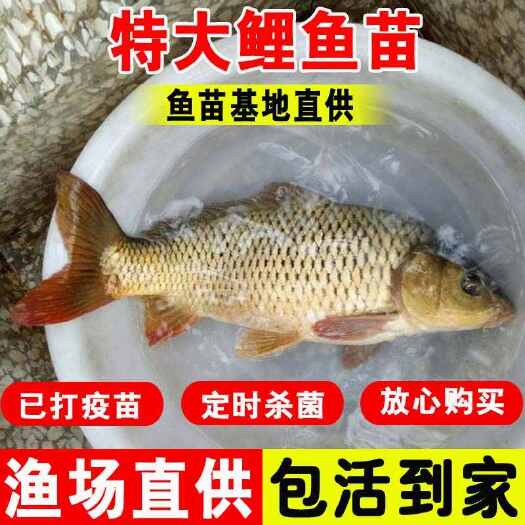 广州正宗黑鲤鱼建鲤丰鲤稻田鲤淡水池塘养殖草鱼苗大种工程鲫鱼苗包活