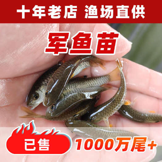 广州军鱼苗淡水养殖精品黄娟鱼坑坚鱼光眼鱼河坚鱼光倒刺鲃观赏鱼活体