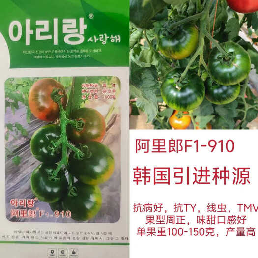 寿光市阿里郎910草莓西红柿种子东北铁皮柿子种子绿肩浓抗病好口味酸