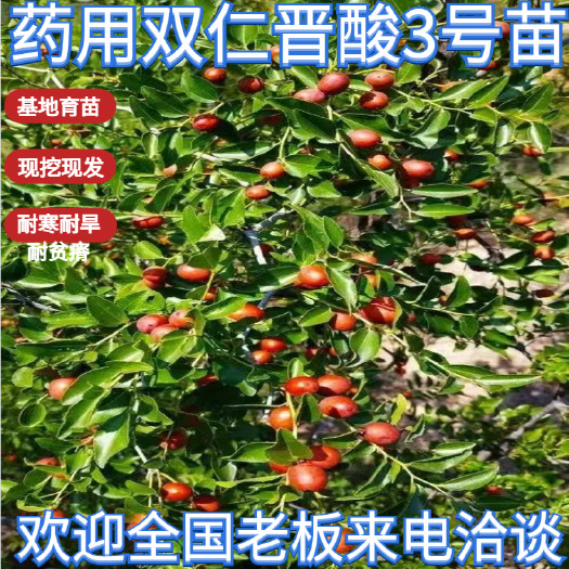 绛县【苗圃直发】药用酸枣苗、晋酸3号药用酸枣苗，支持售后技术指导