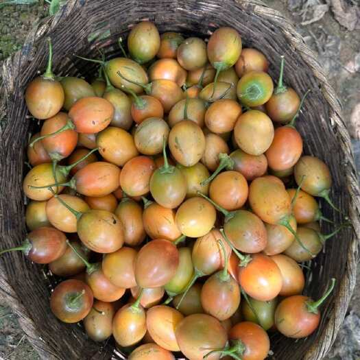 芒市云南树番茄、大树茄