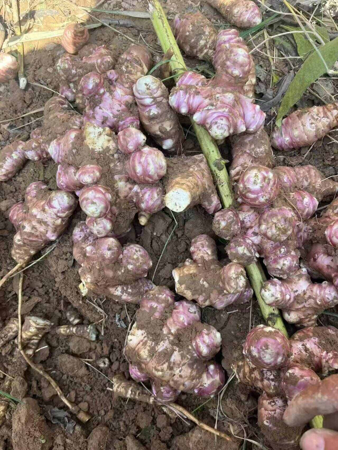 新鲜洋姜红白洋姜菊芋洋姜现挖鬼子姜产地货源整车批发价