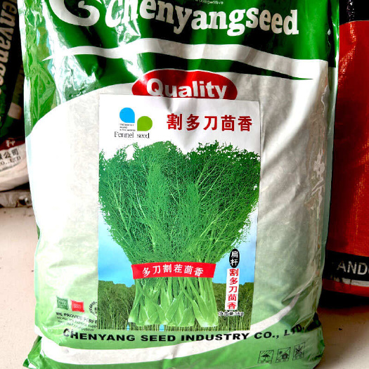 扁杆割多刀茬茴香种子 速生小茴香扁梗 春秋耐寒易种植