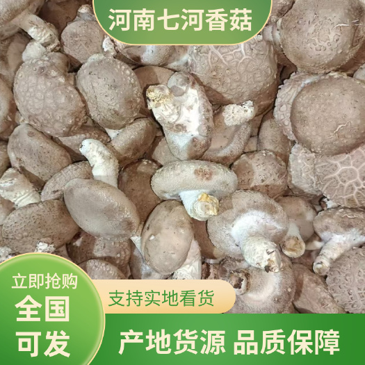 灵宝市河南特产七河香菇新货大个蘑菇大货批发量大价优