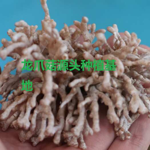 源头种植食用菌龙爪菇猫爪菇新鲜时令菌子自产自销现货基地直发