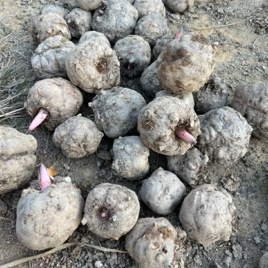 湖南紫鹊界新鲜魔芋豆腐魔芋花魔芋