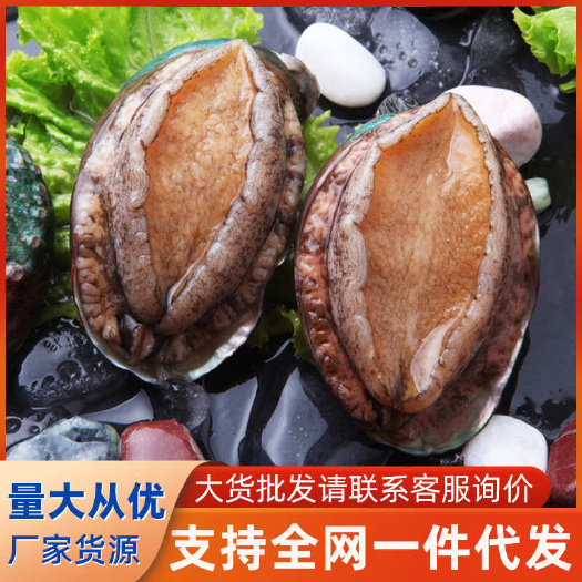 新鲜鲍鱼批发小鲍鱼汁捞黄金鲍海鲜水产商用带壳活冻鲍鱼鲜活捞汁