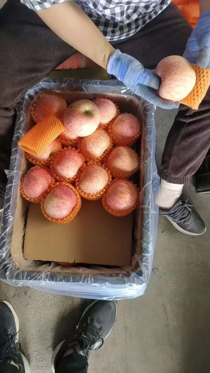 苹果 产地批发 全年有货  质量精选