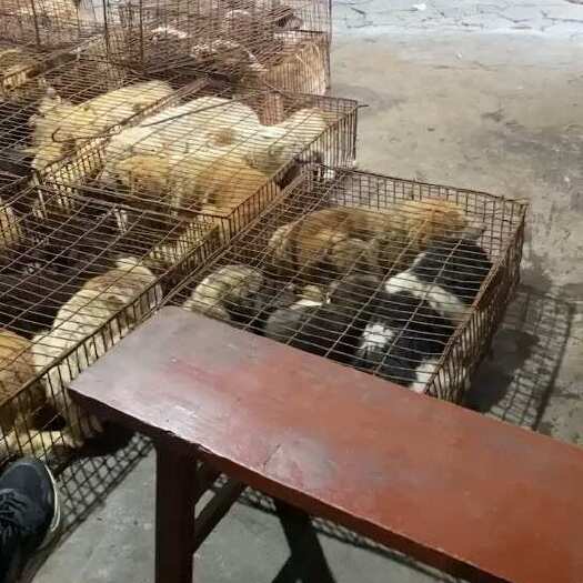 巴中农村土狗