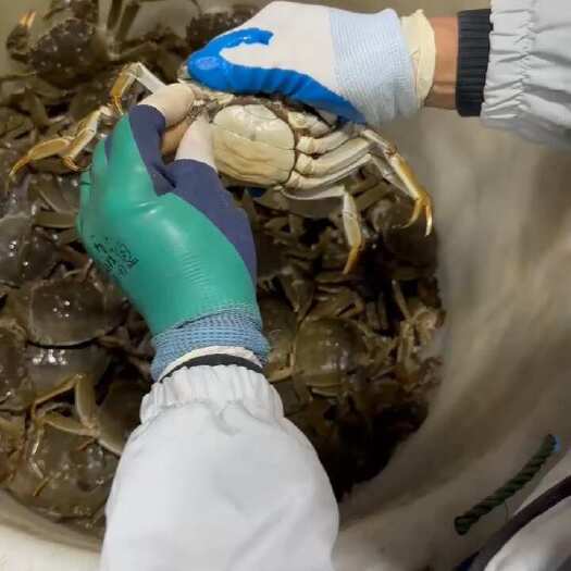 兴化市兴化 大闸蟹 精品挑膏蟹  全国发货
