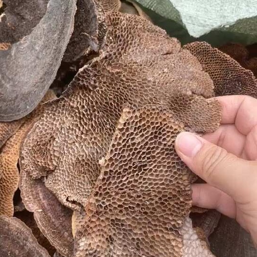 玉林蜂窝灵芝 黑灵芝 红灵芝一手货源稳定供货