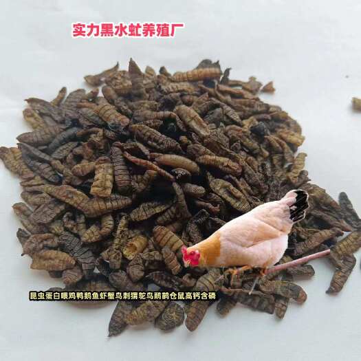 长沙黑水虻干虫实验用白鼠饲料刺猬饲料仓鼠饲料鸡饲料鸭饲料鹅饲料