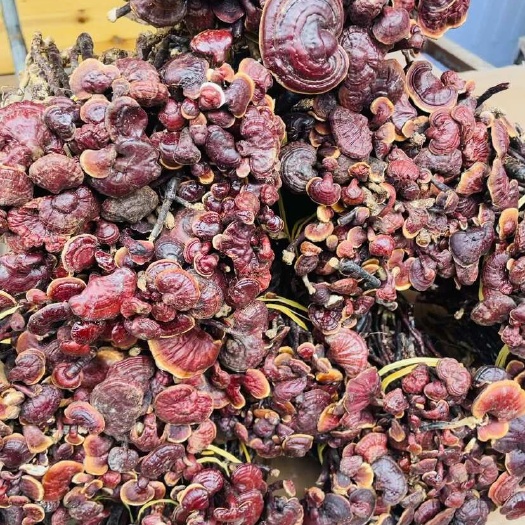 玉林灵芝王长腿红灵芝赤灵芝小红灵芝一手货源稳定供货