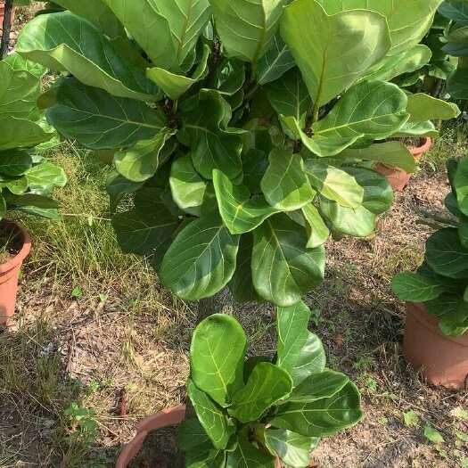 广州琴叶榕 大棚种植清货，高度80-150厘米左右，5-7年老桩
