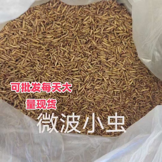 黑水虻微波小虫鸟饲料鸡饲料芦丁鸡饲料鸡蛋白饲料育雏饲料原料