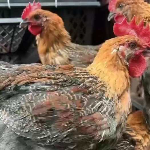 昆明青脚麻土鸡的肉质鲜嫩多汁，口感醇厚，富含蛋白质等营养成分