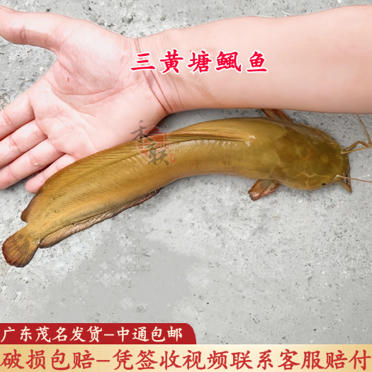 高州市5厘米广东塘角鱼苗塘鲺鱼苗  皇妃三代塘鲺鱼苗 三黄塘鲺鱼苗