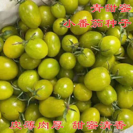 寿光市青口青甜蜜绿色樱桃番茄种子小番茄种子口感好甜度高抗病好包邮