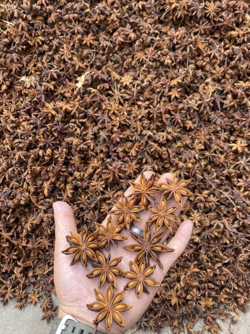 小龍香料