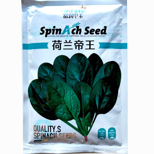 济南荷兰帝王菠菜种子耐寒高产越冬大叶菠菜种籽红根大田