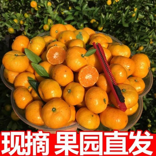 三门县新鲜橘子早熟现摘现发蜜橘薄皮桔子，口感好无籽