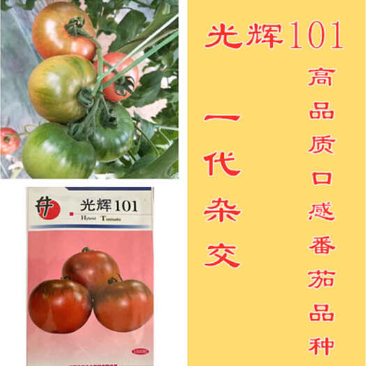 寿光市光辉101草莓番茄种子铁皮柿子种子绿肩口感西红柿种子
