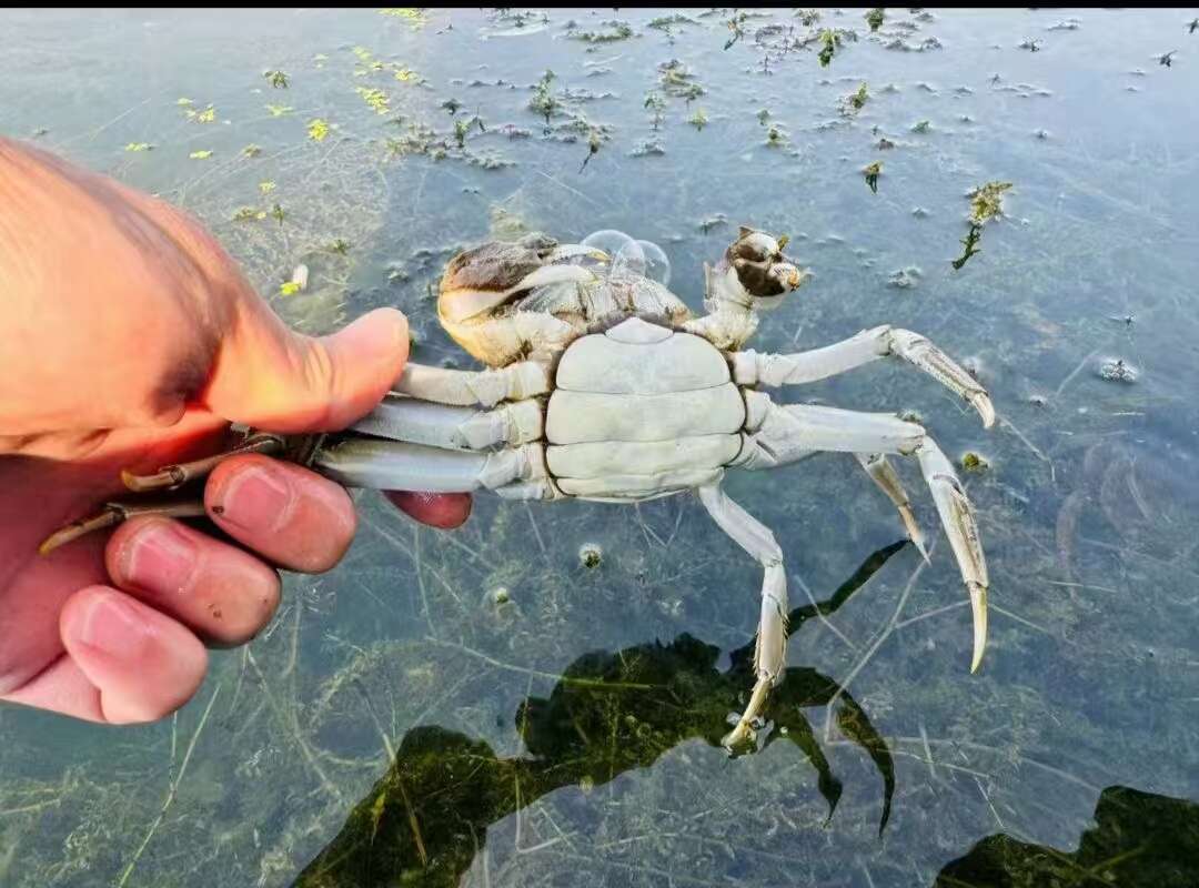 湖北大闸蟹，蟹黄饱满，规格全，货源稳定量大从优