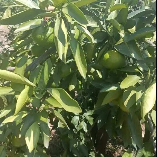 潍坊湖北高山蜜橘