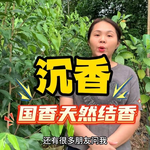 茂名自然结香木心油