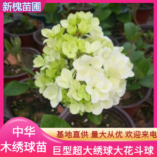 沭阳县中华木绣球大花斗球扦插苗
