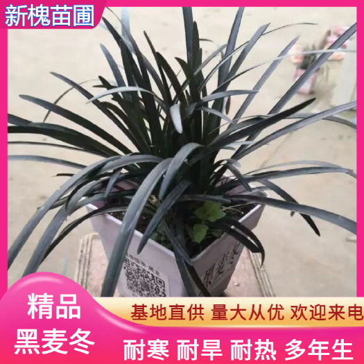沭阳县出售花镜地被品种黑麦冬又黑龙