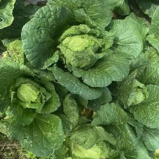 新鲜黄心大白菜批发零售
