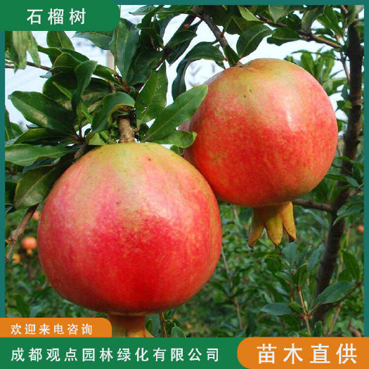 石榴树基地直发观点园林直供石榴树盆景规格齐全一手货源现挖现发