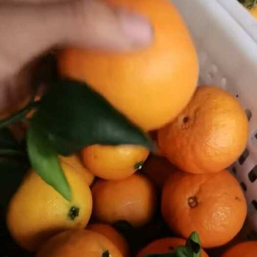 爱媛果冻橙高次和市场货