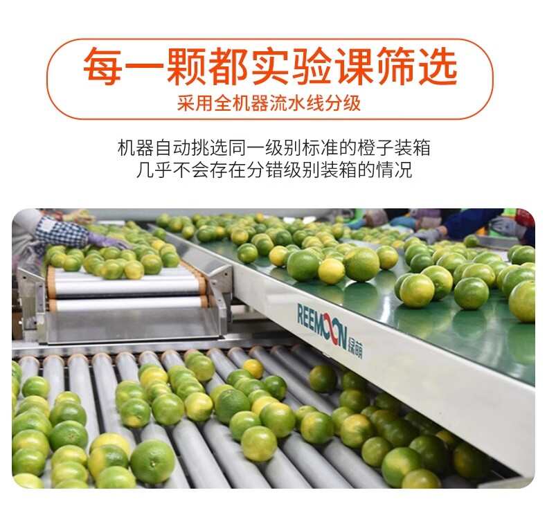 褚鲜森冰糖橙10斤装礼盒支持一件代发