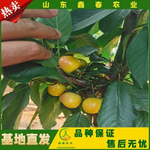 泰安弗里斯科火箭太平洋红泰奥加吉塞拉矮化大樱桃早熟车厘子新品种